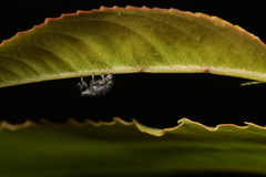 Orchestes pallicornis