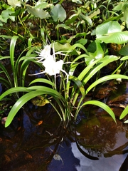 Hymenocallis rotata