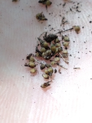 Rhynchospora miliacea