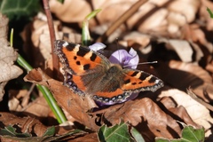 Aglais urticae