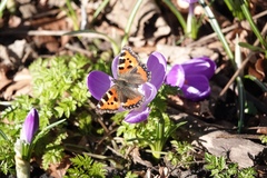 Aglais urticae