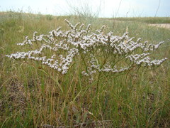 Goniolimon rubellum