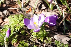 Aglais urticae