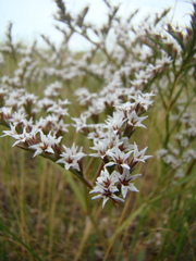 Goniolimon rubellum