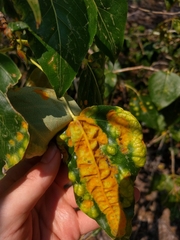 Taphrina populi-salicis