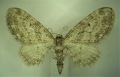 Eupithecia casloata