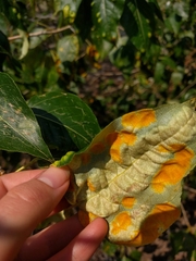 Taphrina populi-salicis