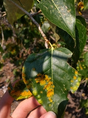 Taphrina populi-salicis