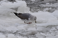 Larus argentatus