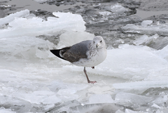 Larus argentatus