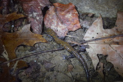 Plethodon petraeus