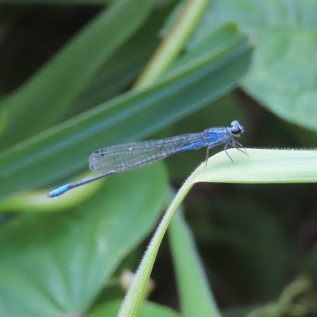 Antillean Bluet