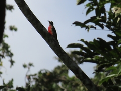 Melanerpes portoricensis