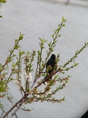 Turdus merula