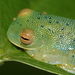 Granular Glass Frog - Photo (c) Micah Fletcher, some rights reserved (CC BY-NC), uploaded by Micah Fletcher