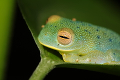 Cochranella granulosa