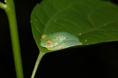 Cochranella granulosa