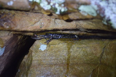 Plethodon petraeus