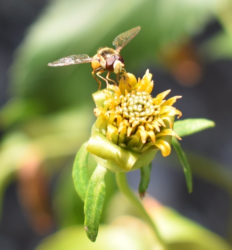 Yellow-shouldered Stout Hover Fly photo 4