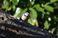 Cyanistes caeruleus