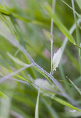 Arabidopsis suecica