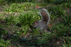 Sciurus carolinensis