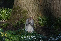Sciurus carolinensis
