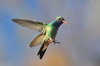 Cynanthus - Photo (c) Christian Schwarz, some rights reserved (CC BY-NC), uploaded by Christian Schwarz
