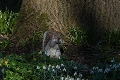 Sciurus carolinensis