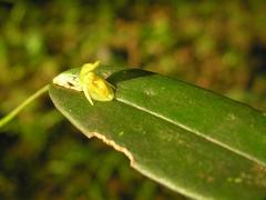 Pleurothallis discoidea