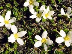 Caltha obtusa