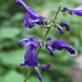 Salvia recurva - Photo 由 Victoria Cervantes 所上傳的 (c) Victoria Cervantes，保留部份權利CC BY-NC-ND