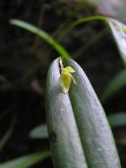 Pleurothallis discoidea, photograph Todd Boland, CC BY, iNaturalist via GBIF