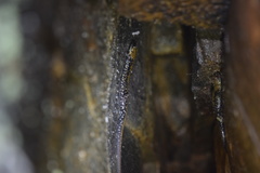 Plethodon petraeus