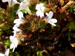 Euphrasia australis