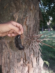 Gleditsia amorphoides