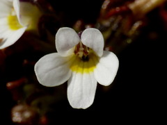 Euphrasia australis