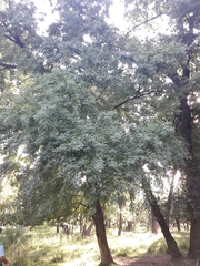 Gleditsia amorphoides