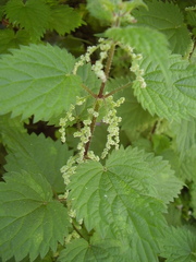 Urtica dioica