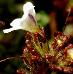 Euphrasia australis