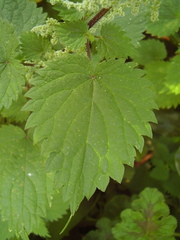 Urtica dioica