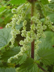 Urtica dioica