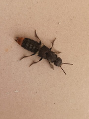 Platydracus incognitus