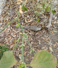 Citharexylum berlandieri