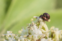 Heterhelus scutellaris