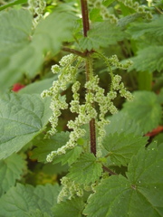 Urtica dioica