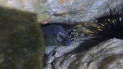 Gymnothorax mordax
