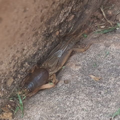 Gryllotalpa africana
