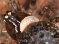 Insecta