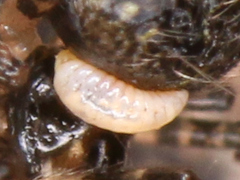 Insecta
